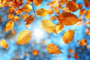 Fototapeta na wymiar autumn leaves background