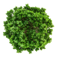 Obraz premium Top view of dense green foliage tree, isolated on white background