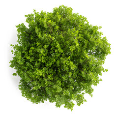 Obraz premium Top view of dense green foliage tree, isolated on white background
