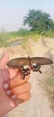 Common Mormon Butterfly Resting on Hand in Rural Outdoor Setting