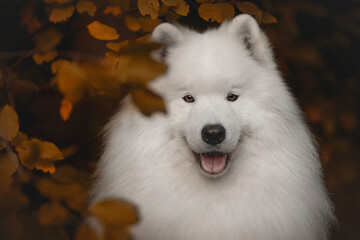 white dog portrait