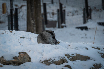 Obraz premium fox sleeping in snow