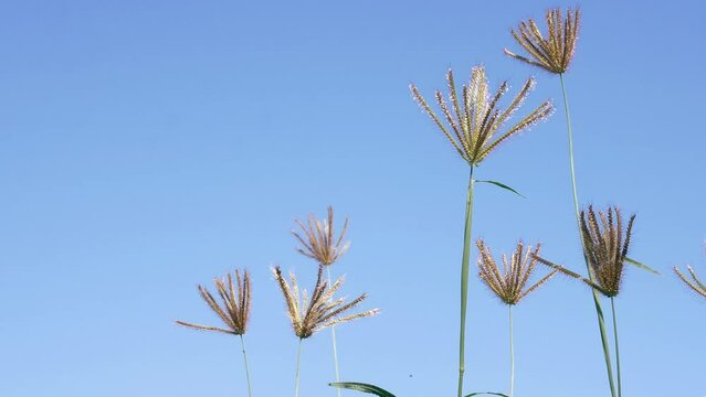 Low angle video shoot Meadow Grass with Blue Sky. Low angle Grass flower swaying soft wind with shine light in the morning blue sky and tiny white clouds, summer