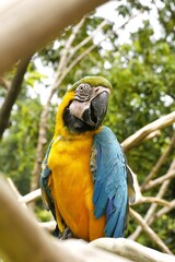 A beautiful blue-and-yellow macaw perching on a tree branch elegantly.