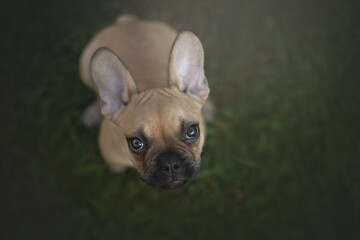 french bulldog puppy  portrait