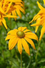 Gloriosa Daisy Irish Eyes flowers