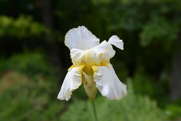 Tall bearded iris Country Manor flower