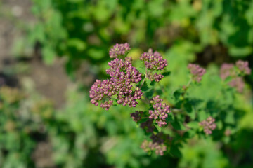 Common marjoram flower buds