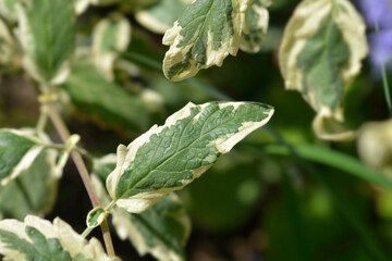 Bluebeard White Surprise leaves