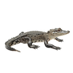 Naklejka premium crocodile isolated on a white background with clipping path.