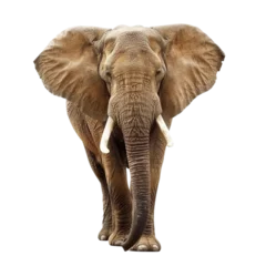 Foto op Canvas elephant isolated on a white background with clipping path. © Alina