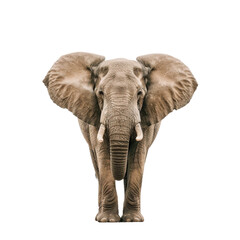 Obraz premium elephant isolated on a white background with clipping path.