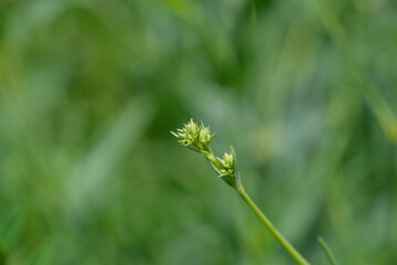 Babys breath flower buds