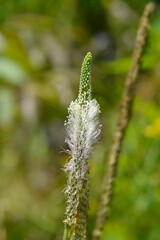 Fototapeta premium Hoary plantain flower