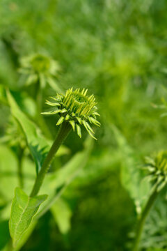 Coneflower Green Envy flowerr bud