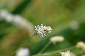 White Oriental Burnet flower