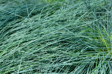 Blue fescue Intense Blue leaves