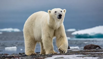Foto op Aluminium polar bear of spitzbergen ursus maritimus © Marsha