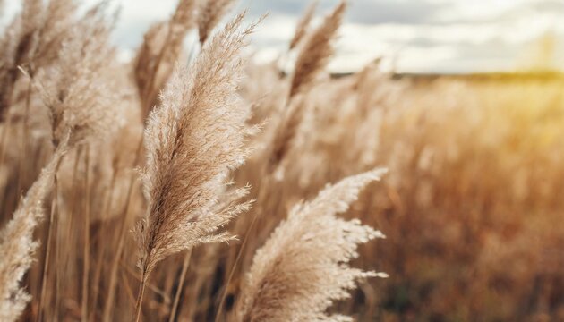 pampas grass in autumn natural background dry beige reed pastel neutral colors and earth tones banner selective focus