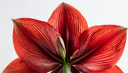 red amaryllis flower petals in bloom isolated on a white background