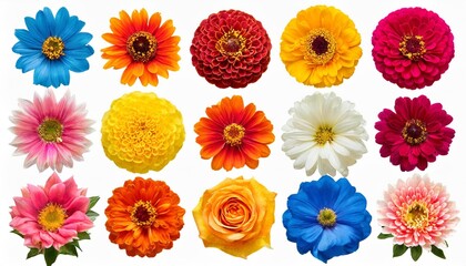 big collection of various head flowers orange yellow pink blue and red isolated on white background perfectly retouched full depth of field on the photo top view flat lay
