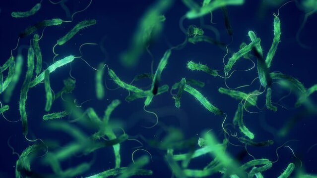 Cholera bacteria animation. Vibrio cholerae is a gram negative bacterium. Some strains of this bacterium can cause the cholera disease  and severe diarrhea