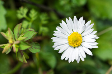 Obraz premium Selective focus on a daisy flower, genus Bellis