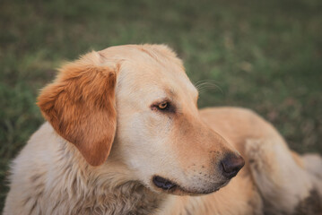 golden retriever portrait