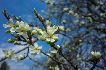 Blühender alter Pflaumenbaum mit blauen Himmel