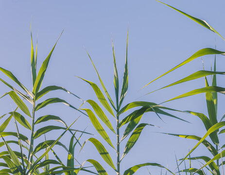 giant reed plants growing in sunlight against blue sky Arundo donax