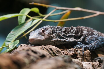 Leguan