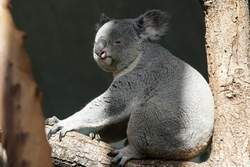 Koala