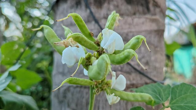 Close-up of a bunch of hyacinth beans or Lablab purpureus with flowers on the plant