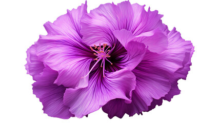 shaggy purple flower design, Isolated on transparent PNG background, Generative ai