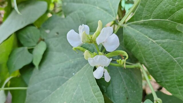 Close-up of a bunch of hyacinth beans or Lablab purpureus with flowers on the plant