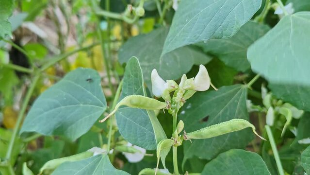 Close-up of a bunch of hyacinth beans or Lablab purpureus with flowers on the plant