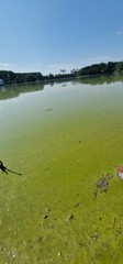 Algal bloom in Hubenov Reservoir rapid increase in the population of algae in a water body. Hubenov...