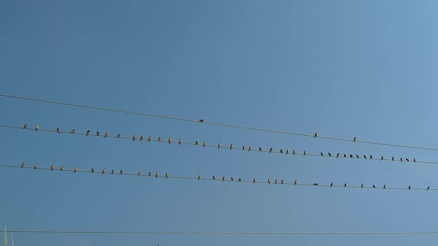 Large flock of birds or sparrows perched on electrical wires during the summer season