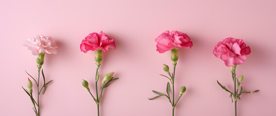 Obraz na płótnie Canvas A Graceful Array of Blooming Carnations on a Soft Pink Background