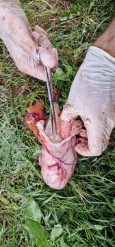 gut content and intestinse of wels catfish silurus glanis