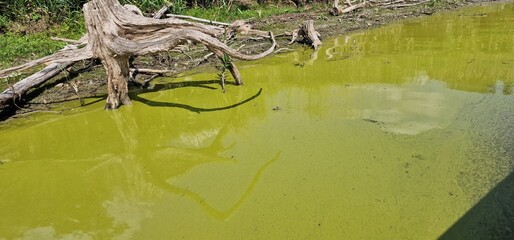 Algal bloom in Hubenov Reservoir rapid increase in the population of algae in a water body. Hubenov...