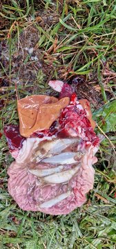 gut content and intestinse of wels catfish silurus glanis