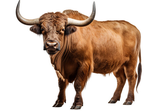 a bull facing forward, Isolated on transparent PNG background, Generative ai
