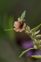 Pollinator on flower © Cinthya