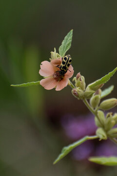 Pollinator on flower