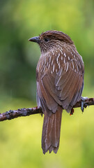 Striated laughingthrush