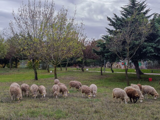 Obraz premium Flock of sheep grazing with trees in the background in the urban park of Vale da Montanha, Areeiro - Lisboa PORTUGAL
