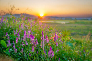 Purple flower in the field with sunset background,Thailand.
