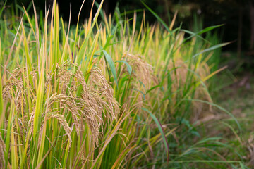 Rice field in the countryside of Thailand. Selective focus.