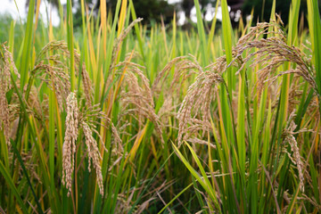 Rice field in the countryside of Thailand. Selective focus.